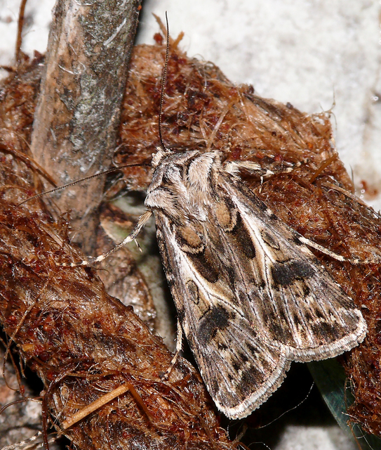 Agrotis vestigialis - őszi földibagoly