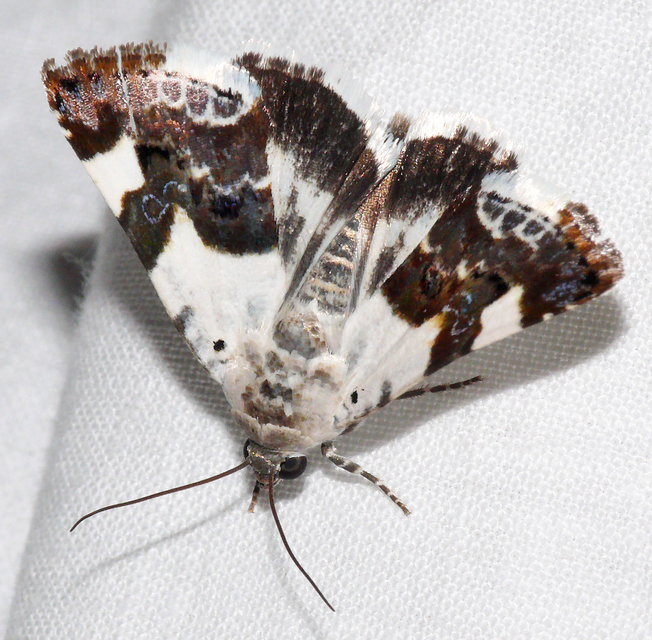 Acontia lucida - fehér nappalibagoly