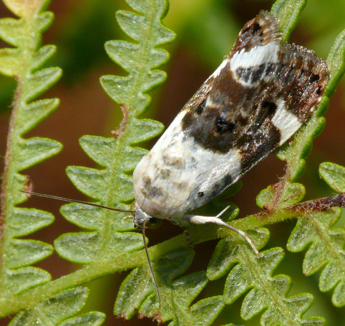 Acontia lucida - fehér nappalibagoly