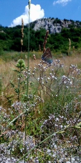 Satyrium spini - kökény-csücsköslepke