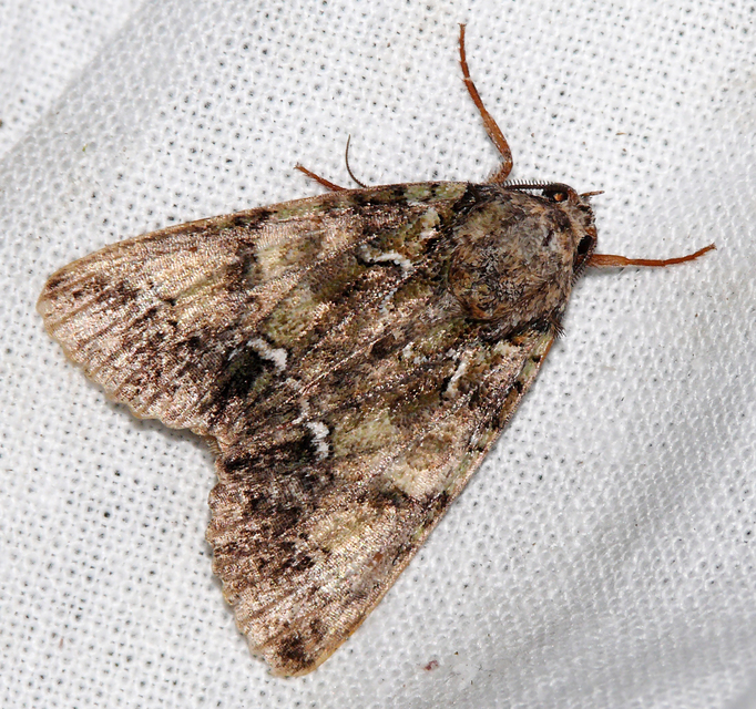 Polyphaenis sericata - selyemfényű erdeibagoly