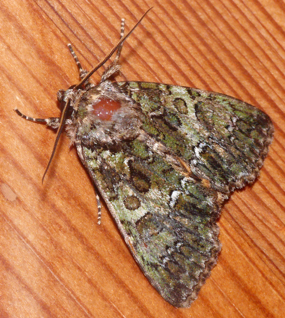 Polyphaenis sericata - selyemfényű erdeibagoly