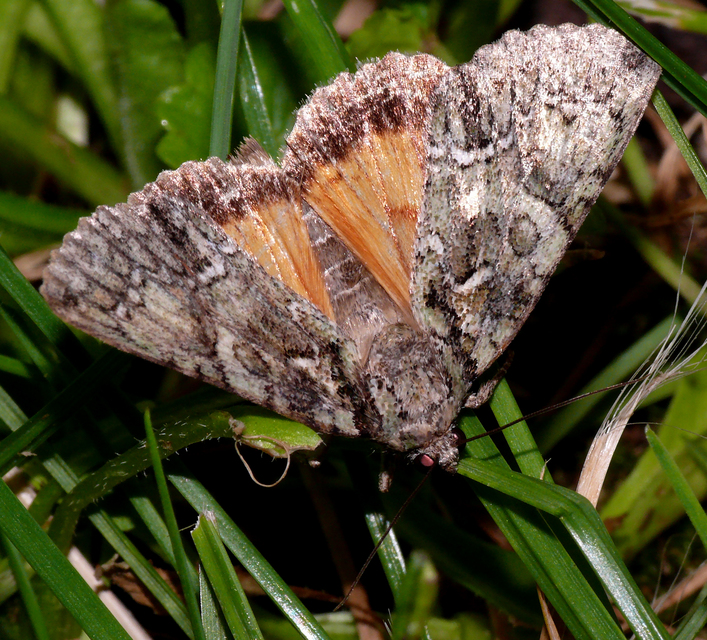 Polyphaenis sericata - selyemfényű erdeibagoly