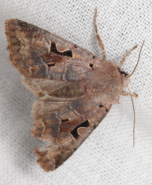 Orthosia gothica - feketefoltos barkabagoly