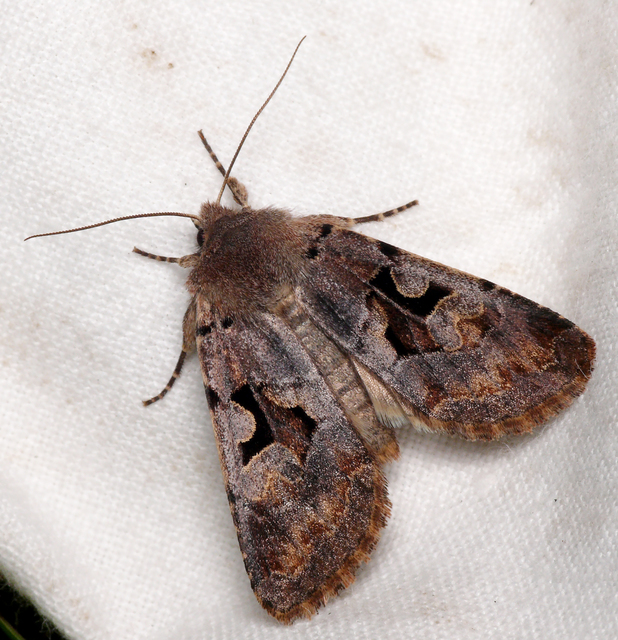 Orthosia gothica - feketefoltos barkabagoly