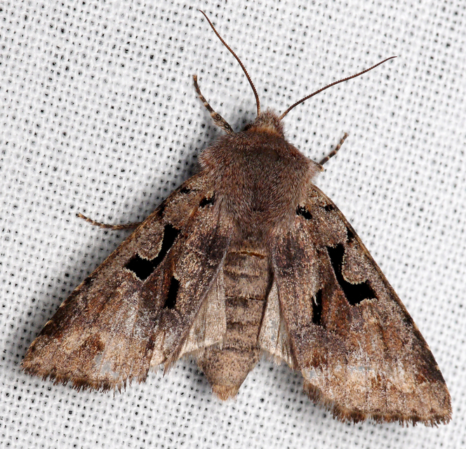 Orthosia gothica - feketefoltos barkabagoly