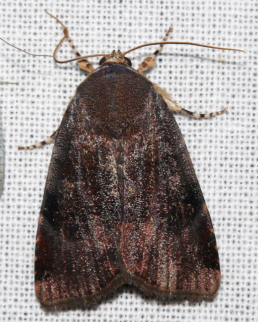 Noctua janthe/janthina