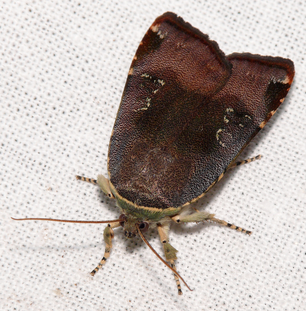 Noctua janthe/janthina