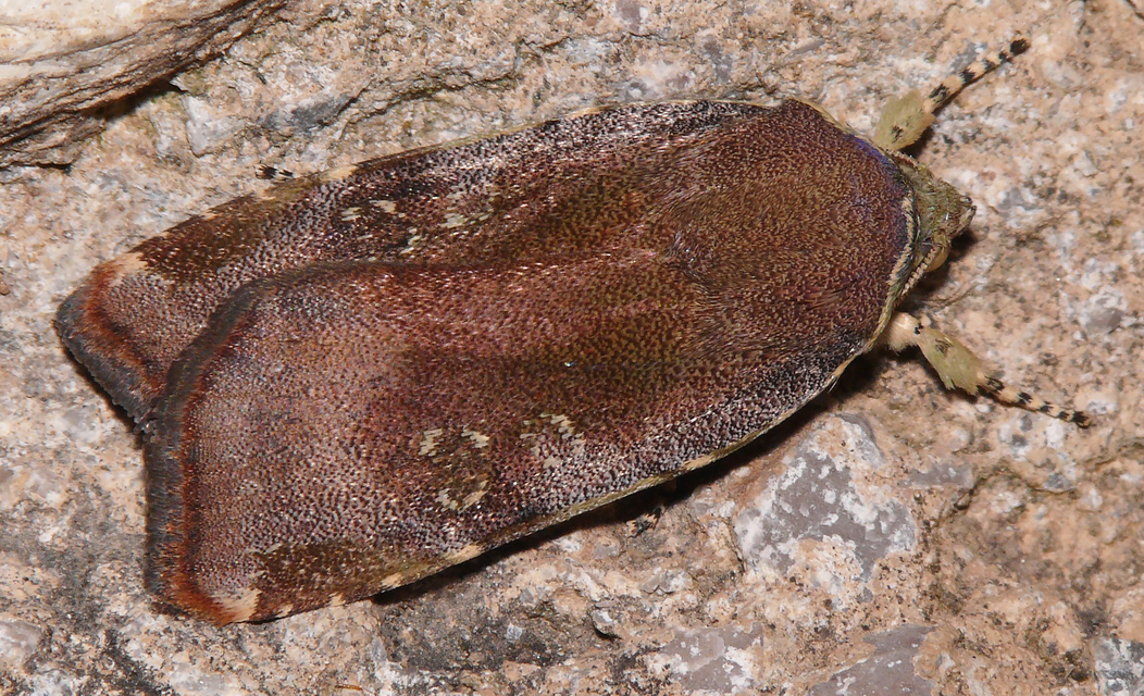 Noctua janthe/janthina