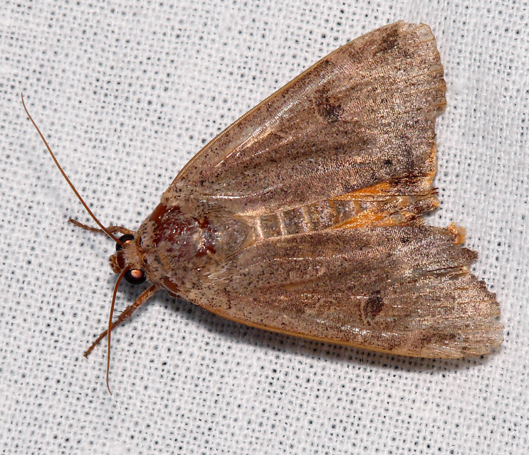 Noctua pronuba - nagy sárgafűbagoly