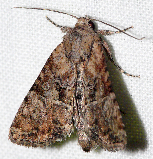 Mesoligia furuncula - kétszínű dudvabagoly