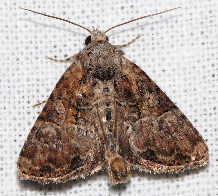Mesoligia furuncula - kétszínű dudvabagoly
