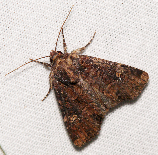 Mesapamea secalella/secalis
