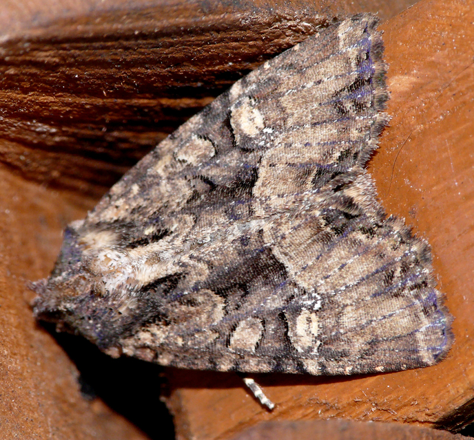 Mesapamea secalella/secalis