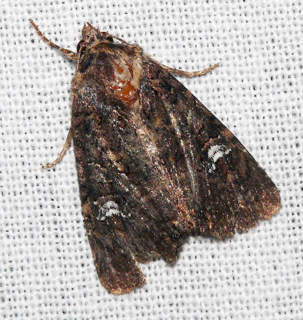 Mesapamea secalella/secalis