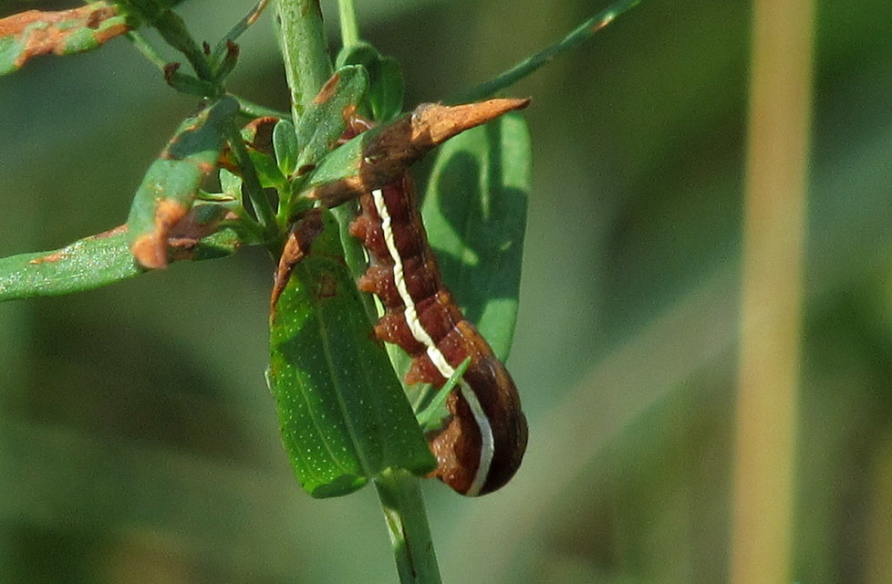 Actinotia polyodon - nagy sugarasbagoly