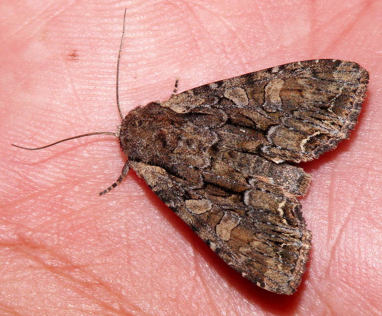 Lacanobia thalassina - borbolya-kertibagoly