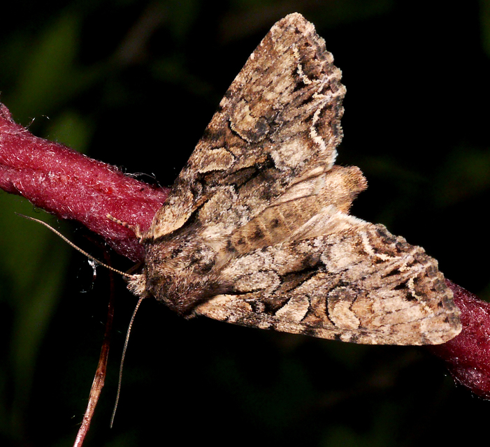 Lacanobia thalassina - borbolya-kertibagoly