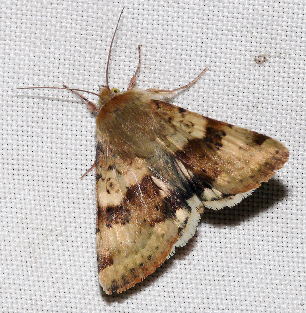 Heliothis viriplaca - mácsonyabagoly