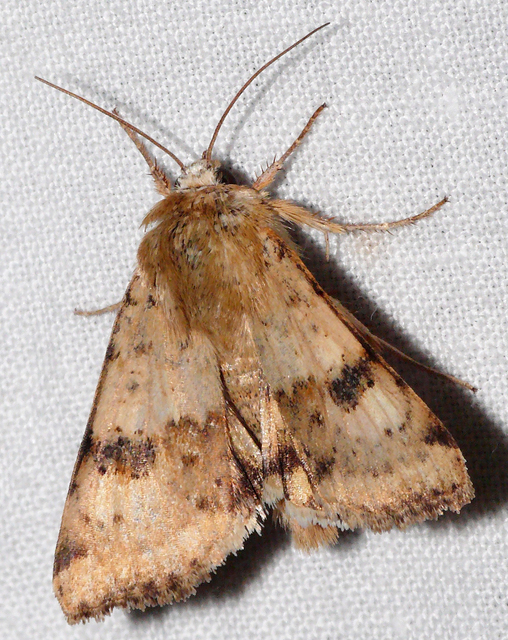 Heliothis viriplaca - mácsonyabagoly