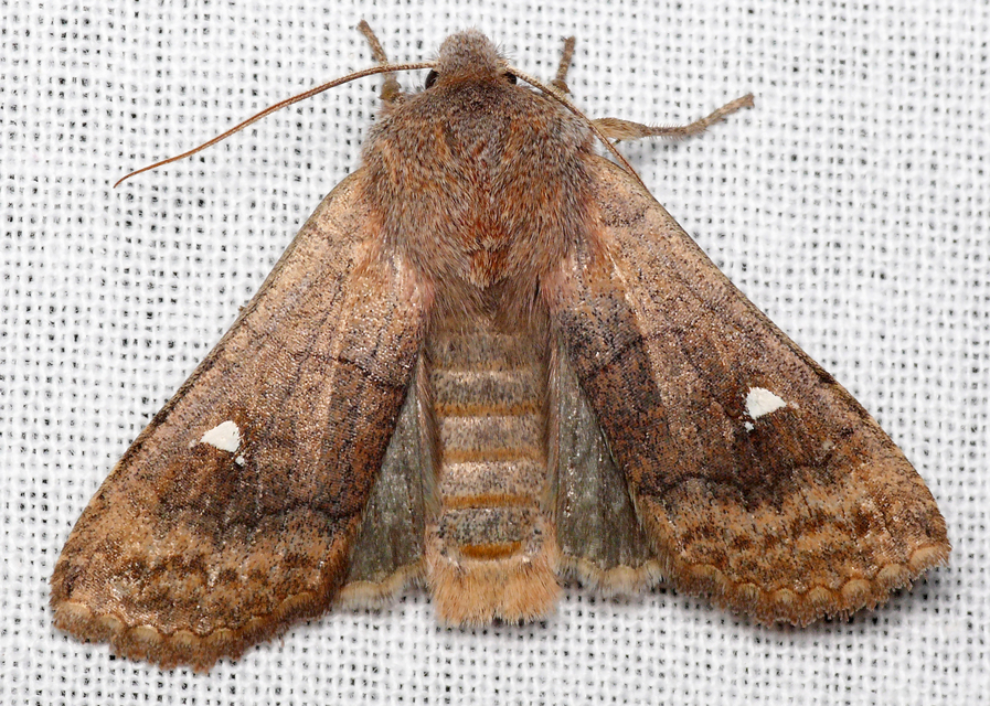 Eupsilia transversa - holdacskás télibagoly