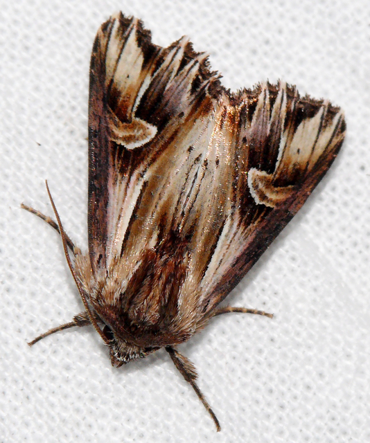Actinotia polyodon - nagy sugarasbagoly