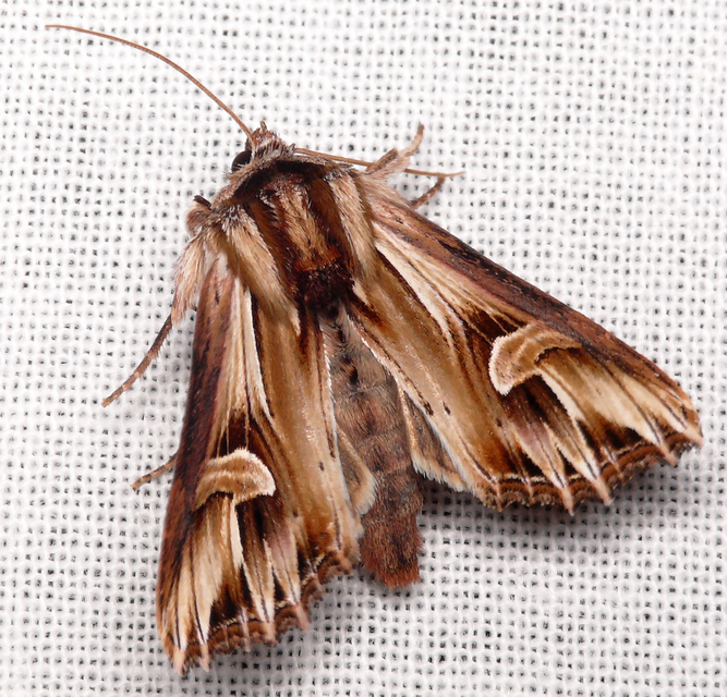 Actinotia polyodon - nagy sugarasbagoly