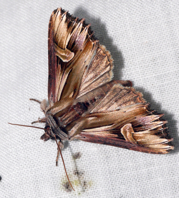 Actinotia polyodon - nagy sugarasbagoly