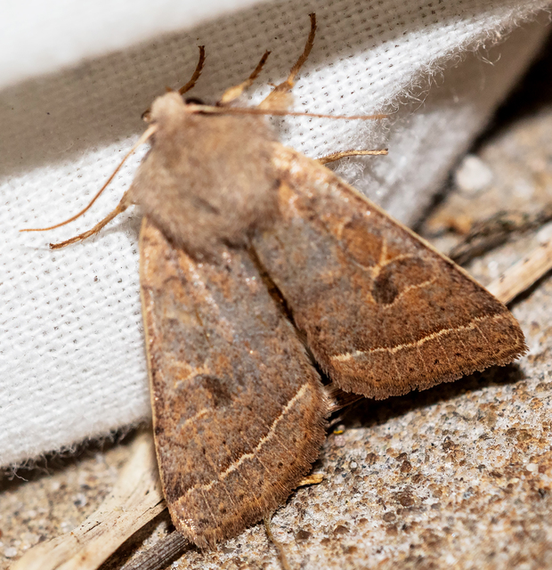Orthosia cerasi - közepes barkabagoly