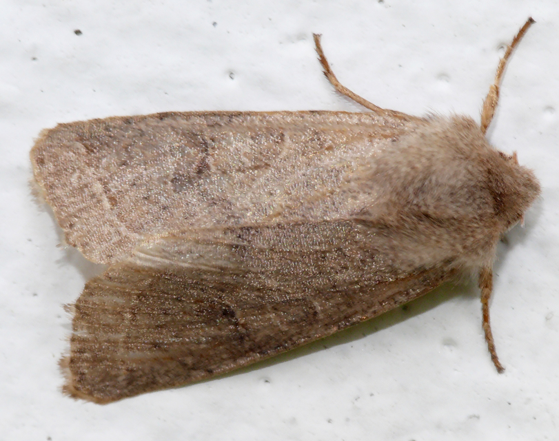 Orthosia cerasi - közepes barkabagoly