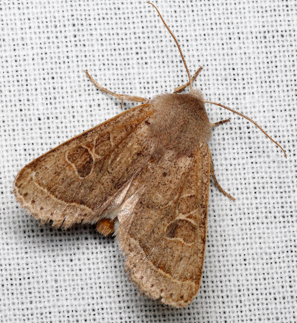 Orthosia cerasi - közepes barkabagoly