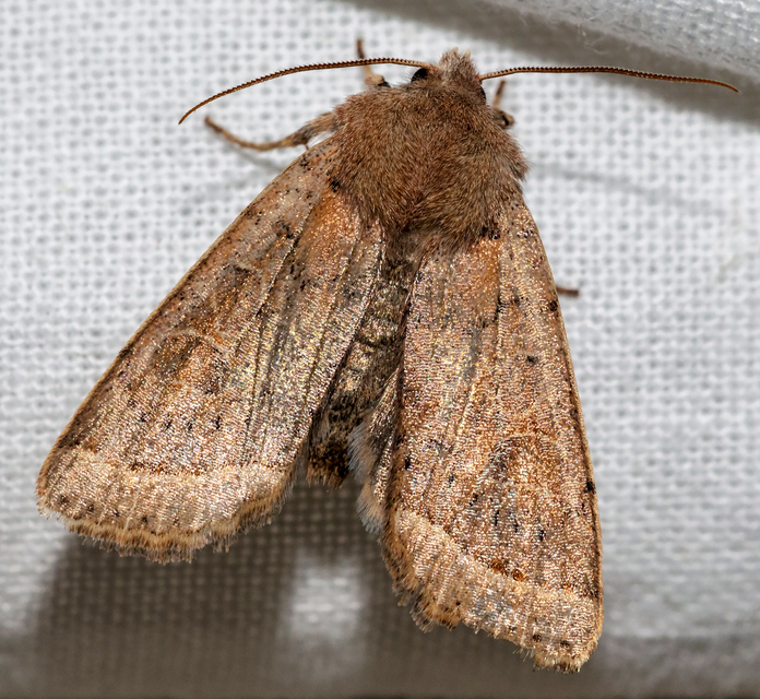 Orthosia cerasi - közepes barkabagoly