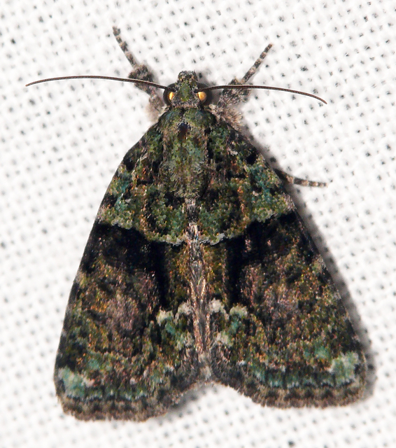 Cryphia algae - sárgászöld zuzmóbagoly
