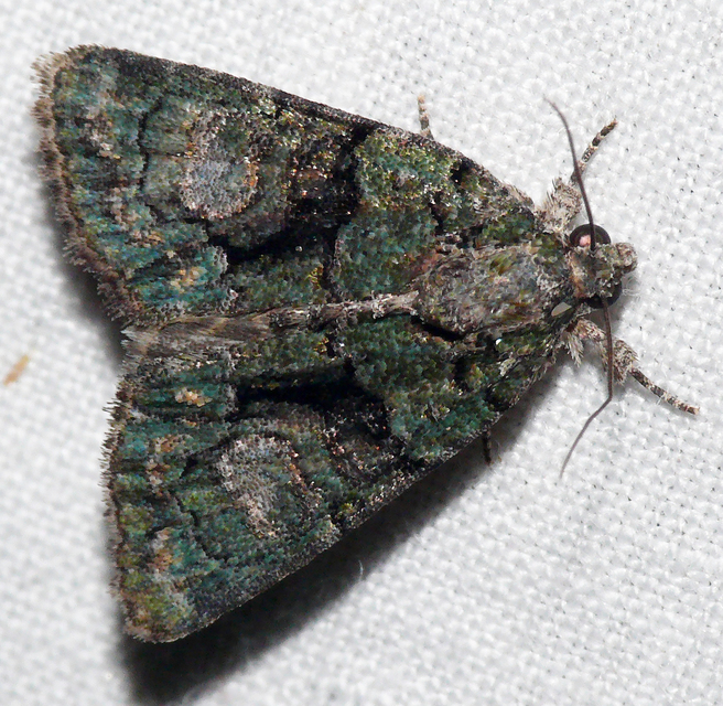 Cryphia algae - sárgászöld zuzmóbagoly