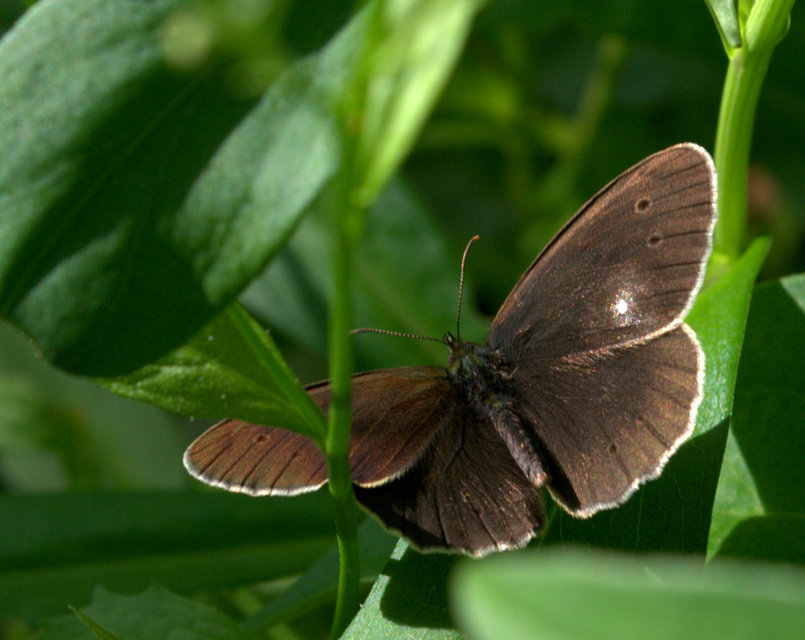 Aphantopus hyperanthus - közönséges ökörszemlepke