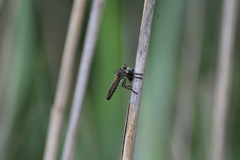 Antipalus varipes