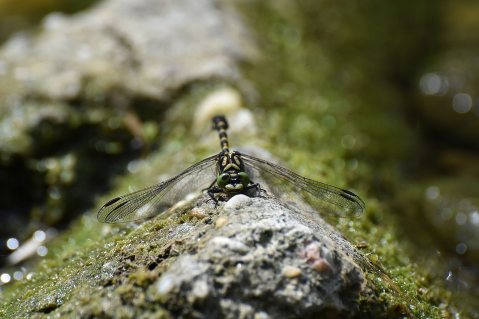 Onychogomphus forcipatus - gyűrűs folyami-szitakötő