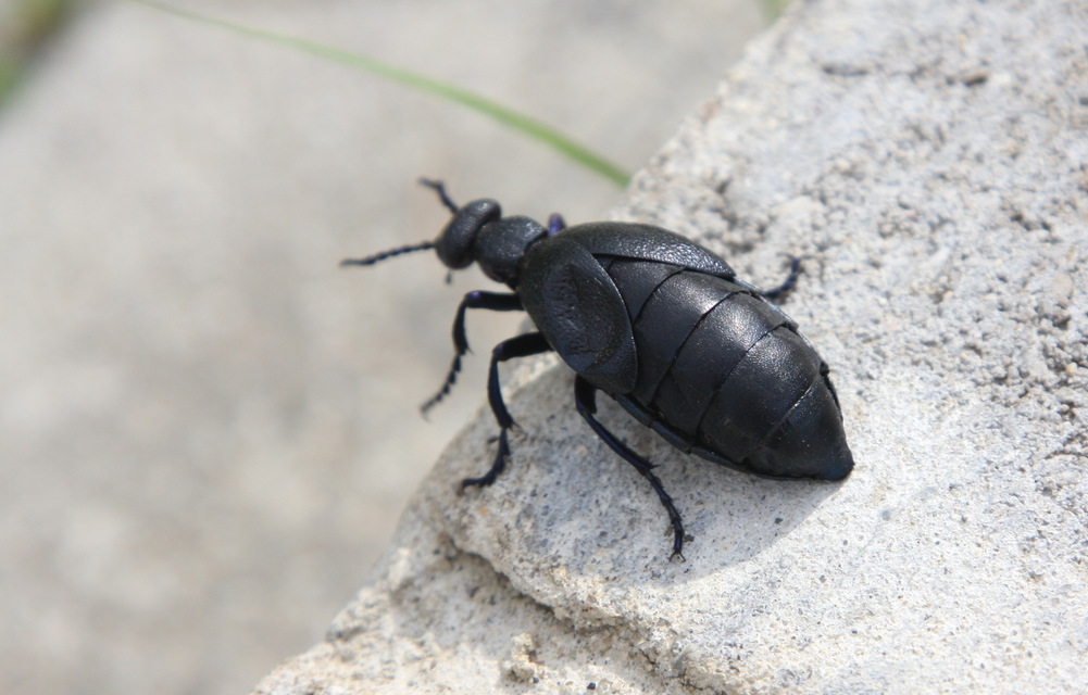 Meloe proscarabaeus - közönséges nünüke