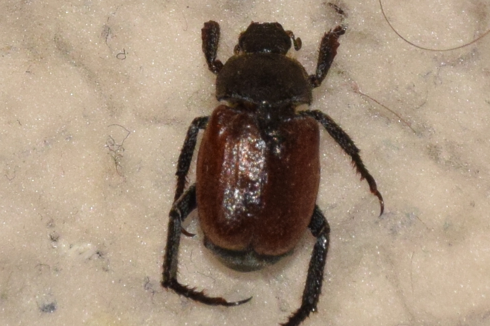 Hoplia philanthus
