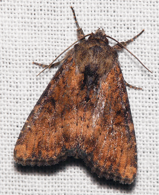 Loscopia scolopacina - csinos dudvabagoly