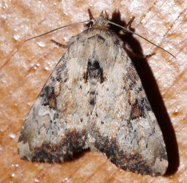 Loscopia scolopacina - csinos dudvabagoly