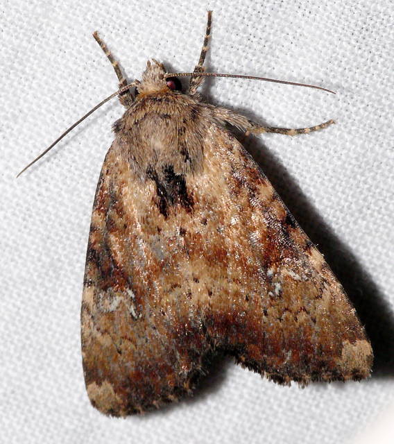 Loscopia scolopacina - csinos dudvabagoly