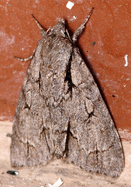 Acronicta cuspis/tridens/psi
