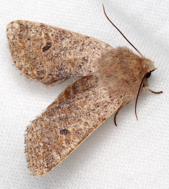 Orthosia cruda - kis barkabagoly