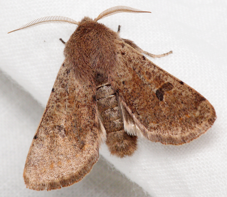 Orthosia cruda - kis barkabagoly