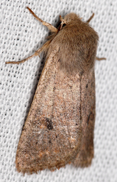 Orthosia cruda - kis barkabagoly