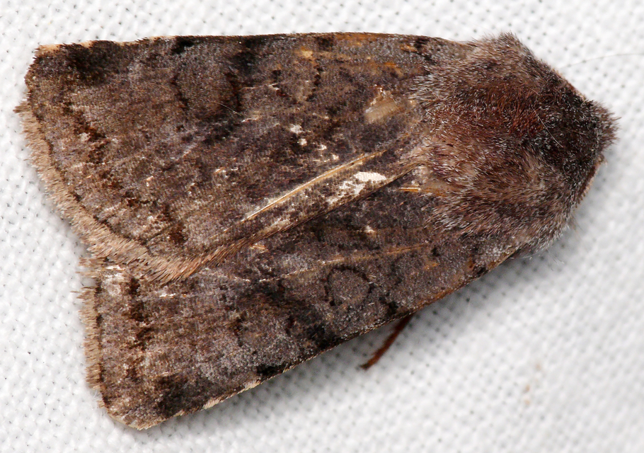 Cerastis rubricosa - vörhenyes tavaszibagoly