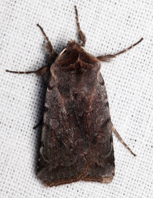 Cerastis rubricosa - vörhenyes tavaszibagoly