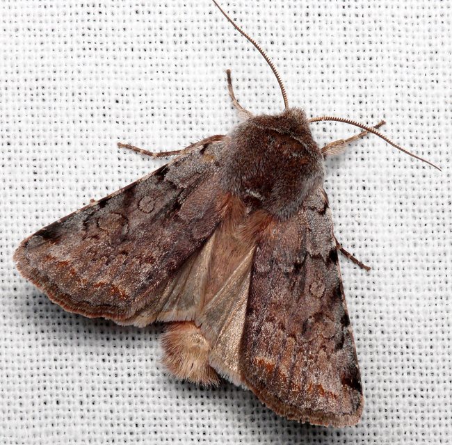 Cerastis rubricosa - vörhenyes tavaszibagoly