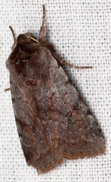 Cerastis rubricosa - vörhenyes tavaszibagoly